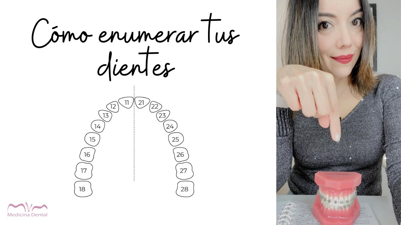 NUMERA tus dientes como todo un ODONTÓLOGO 😇