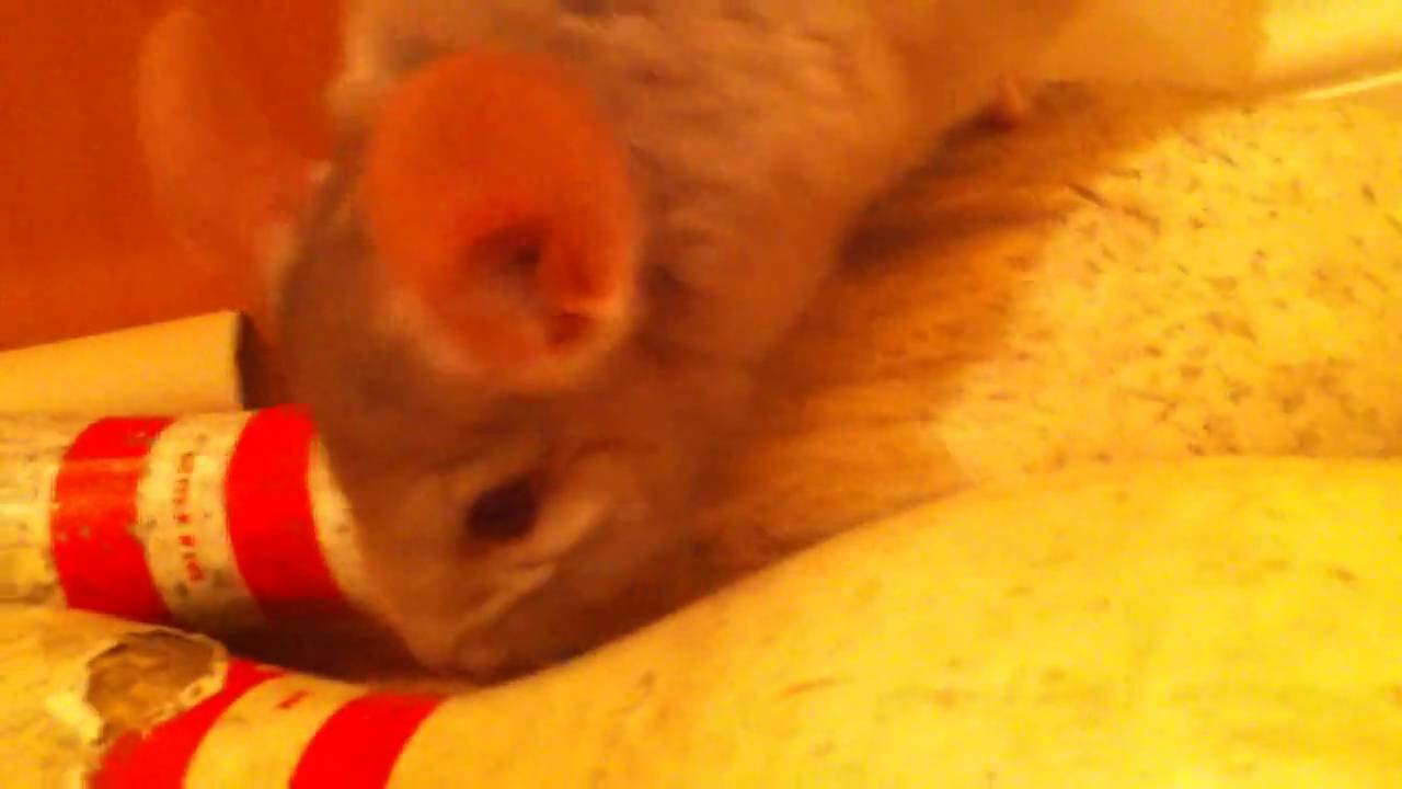 Happy chinchilla squeaking