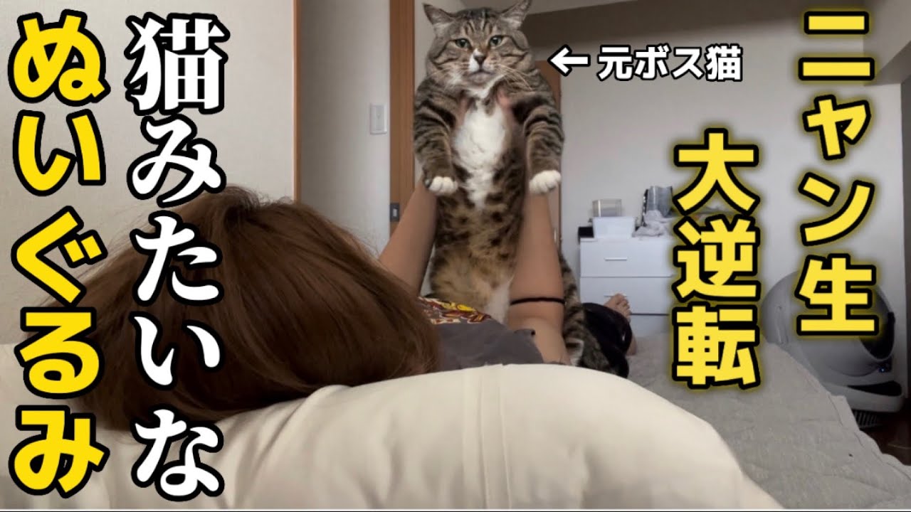 【野良猫から家猫へ】２２歳一人暮らし。元ボス猫を家族に迎えたらふにゃふにゃになりました。