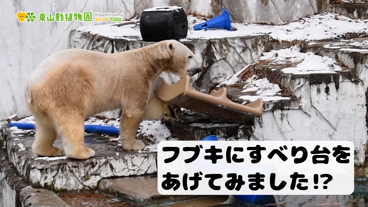 【東山動植物園公式】フブキにあげてみました〜すべり台（小）〜（2026.1.12撮影）《 ホッキョクグマ　クマ 》