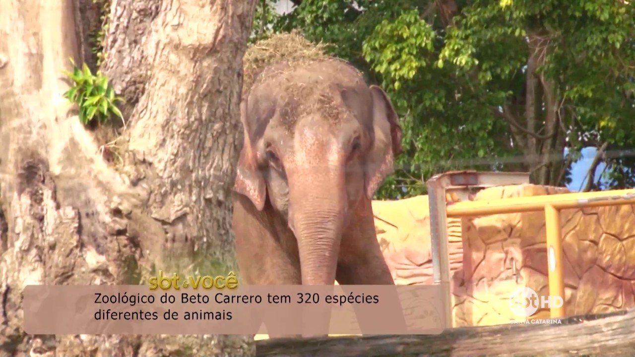 Zoológico de Beto Carrero tem 320 espécies diferentes de animais
