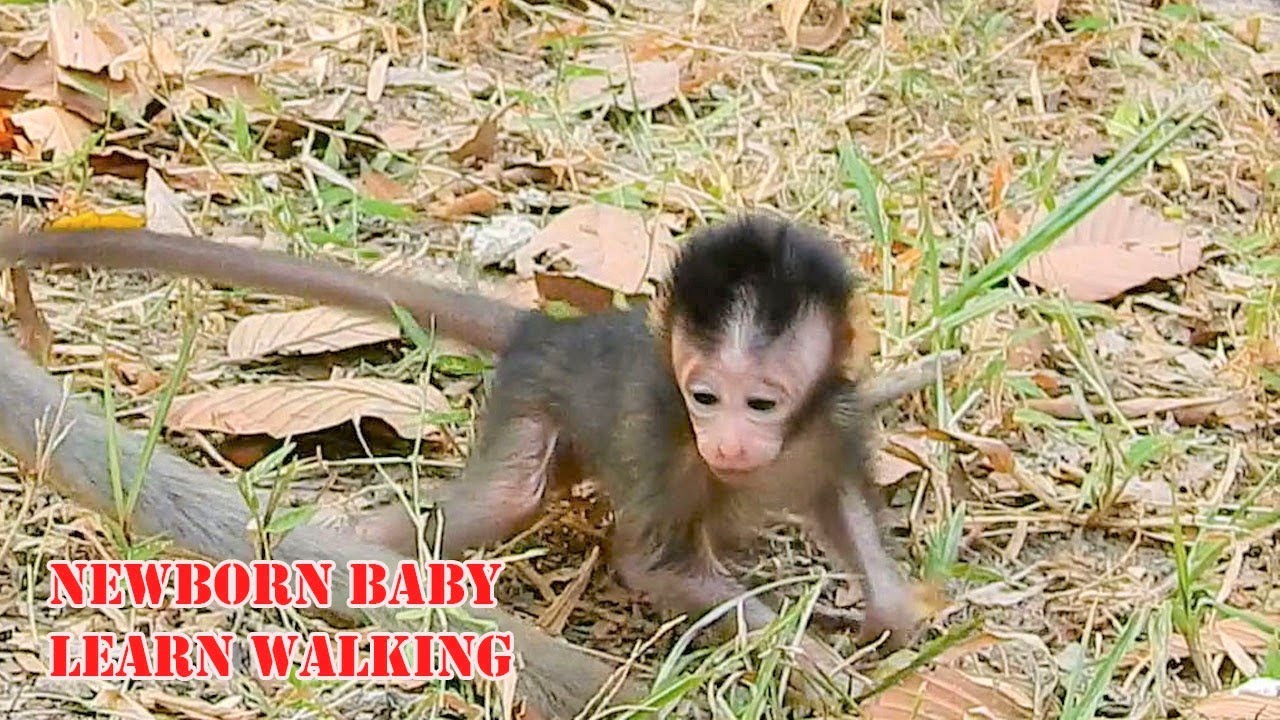 Mom Princess Let Her Newborn Baby Prince Learn Walking|Cute Baby Newborn Baby