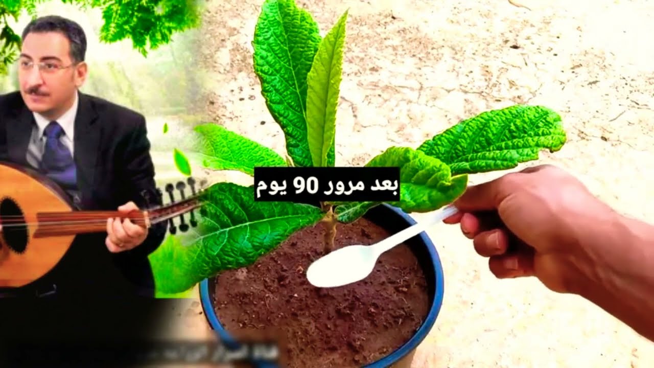 ترنيمه يا زارع حقلك صنفين للمرنم هاني ابراهيم