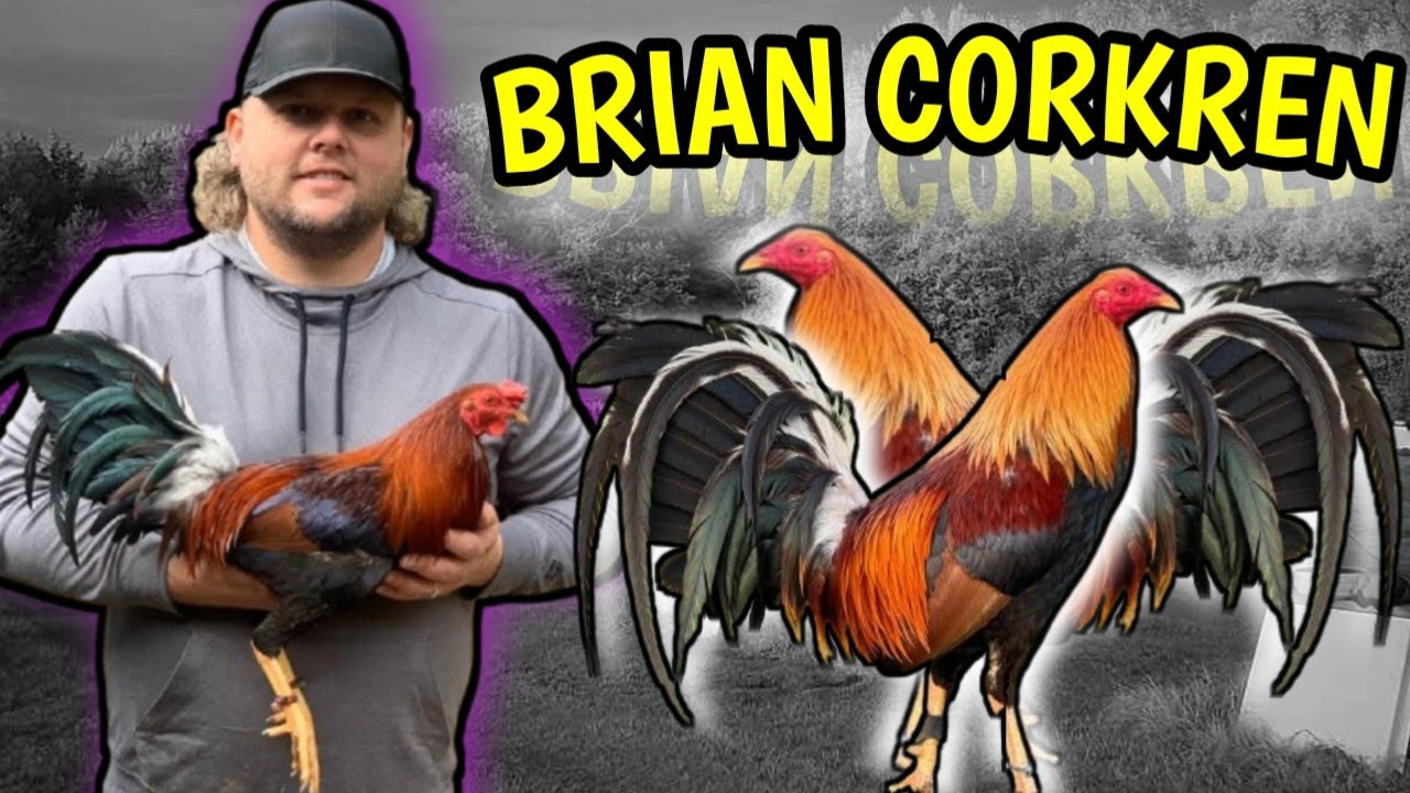 Brian Corkren 🇺🇸🇺🇸 Y Las Carboneras 🐓🐓🐓🐓🐓