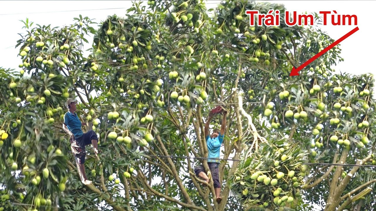 Cưa Cây Xoài Trái Không Tưởng Tượng Nổi, Không Hiểu Sao Cưa Bỏ, Cưa Kỹ Thuật,100