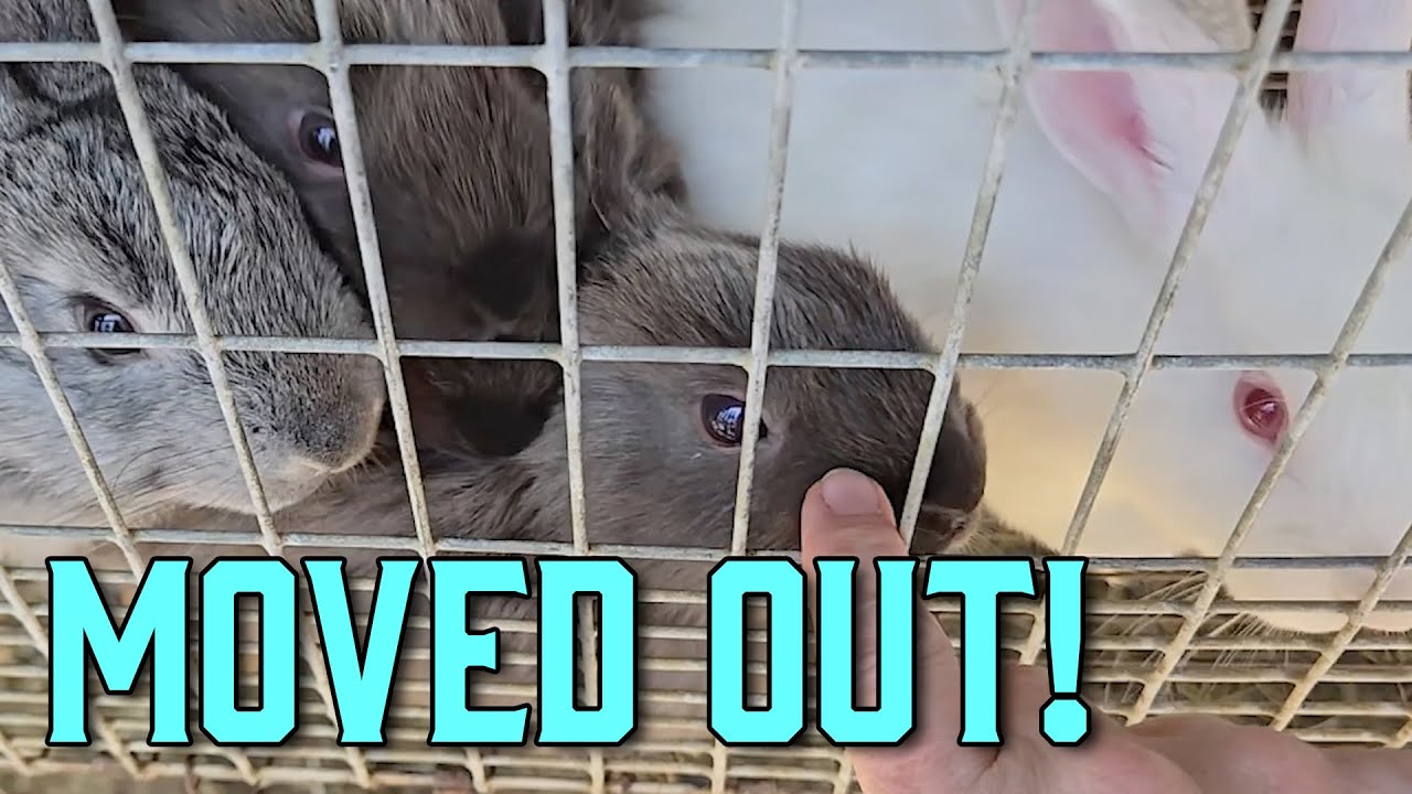 Rabbit Babies Have Moved Out - 4.24.25