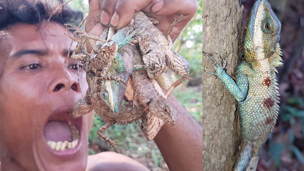 Primitive Times: Finding Lizard Animals for Primitive Food Cooking - Primitive Technology