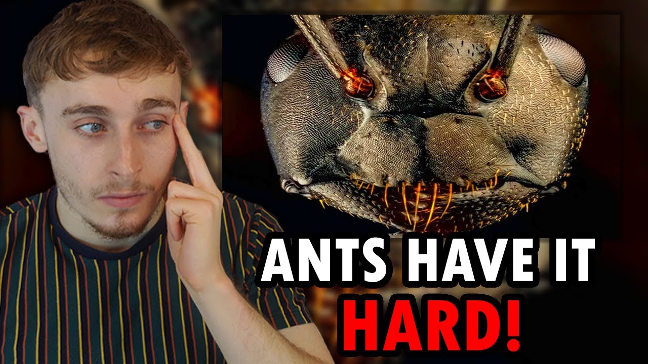 Reacting to The Traumatizing Reality of Being An Ant
