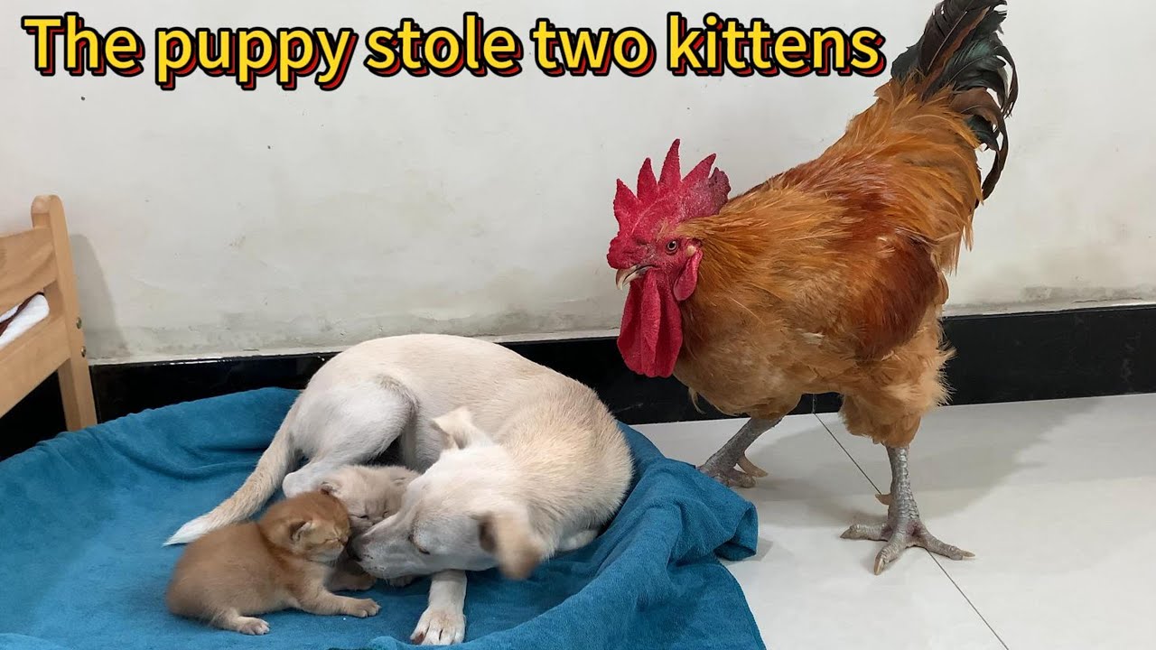 So funny! The rooster suspected that the puppy had stolen the two kittens. The ending was unexpected