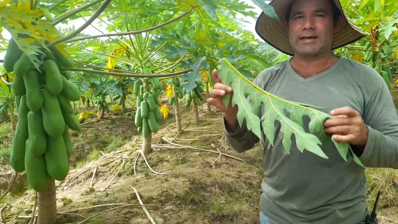 Identificacion y control de acaro en el cultivo de papaya.