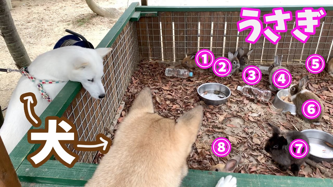 【動物園ではしゃぐ犬】小動物でテンション上がって⤴︎大型動物でテンションが下がる⤵︎分かりやすい犬たち🐕💦