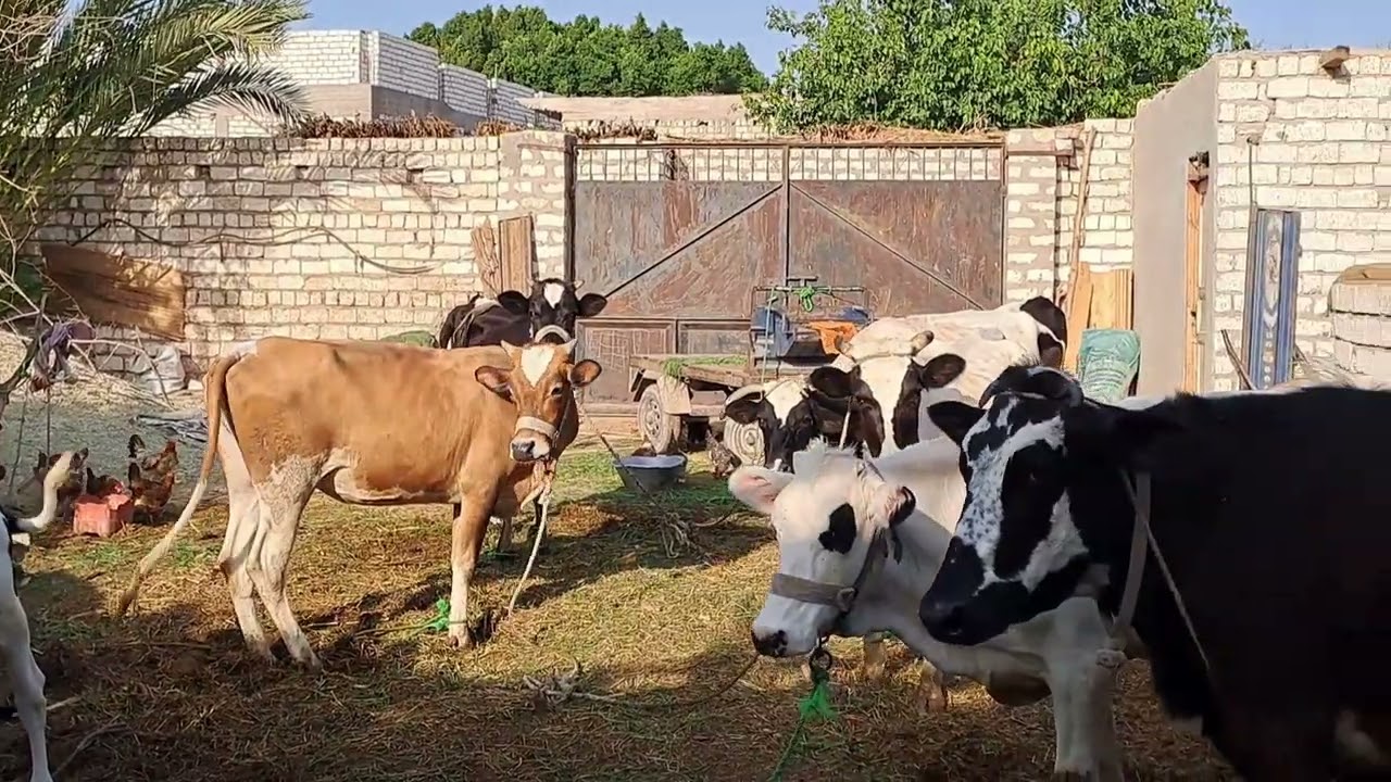 بدائل الاعلاف الغير تقليديه وندوه مع الاهالي