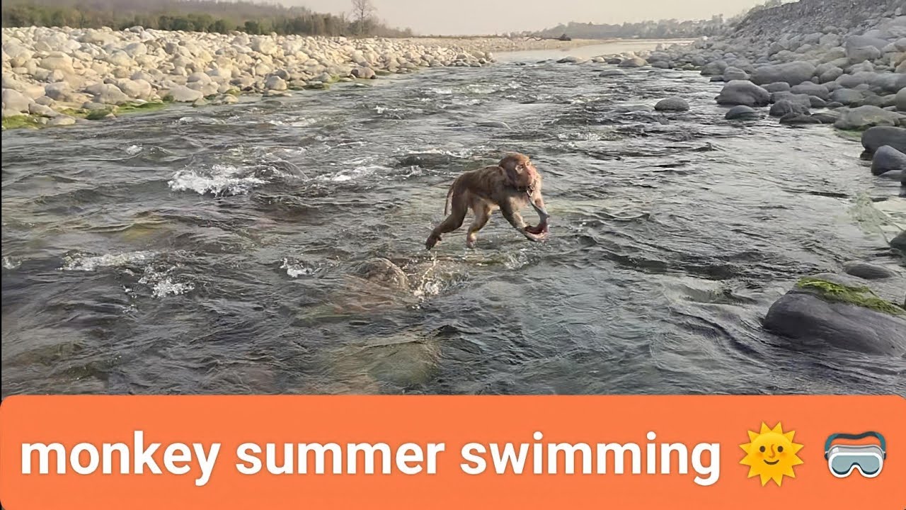 Monkey summer swimming 🌞🌞☀️ 🥽🤩@JPblogs710