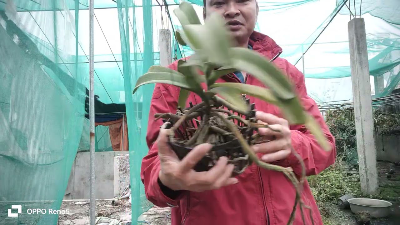 MẠNH CƯỜNG 19/3/BÁN LAN RỪNG ZALO 096 804 5099/ 0948045099 PHONG LAN RỪNG VÙNG MIỀN 