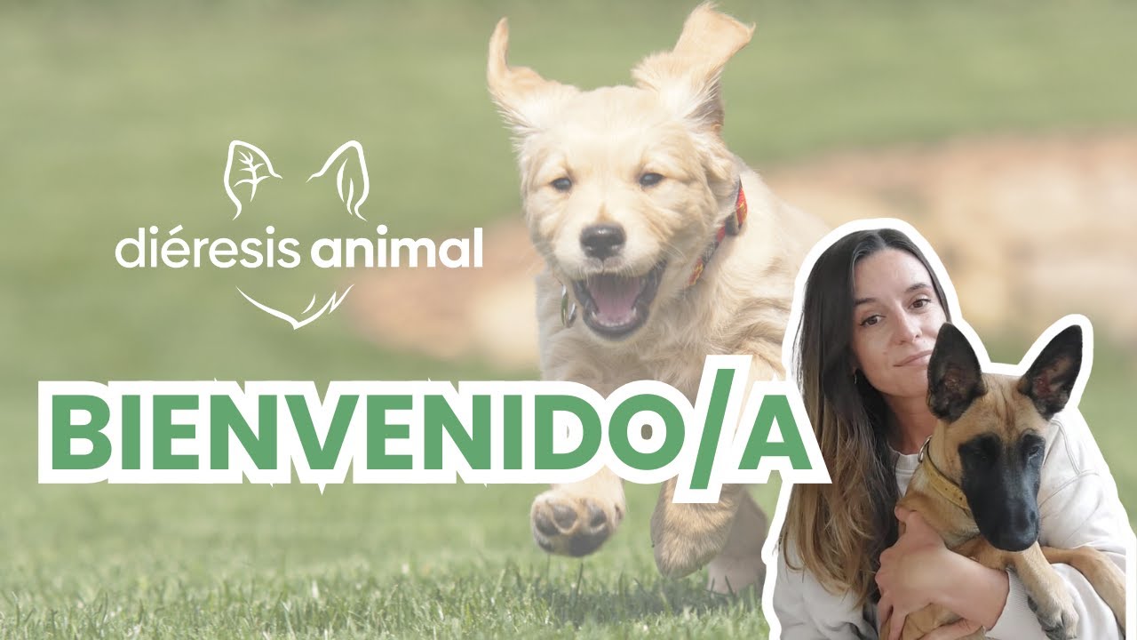 ¡Bienvenido/a a Diéresis Animal Youtube! ¡Hemos vuelto!