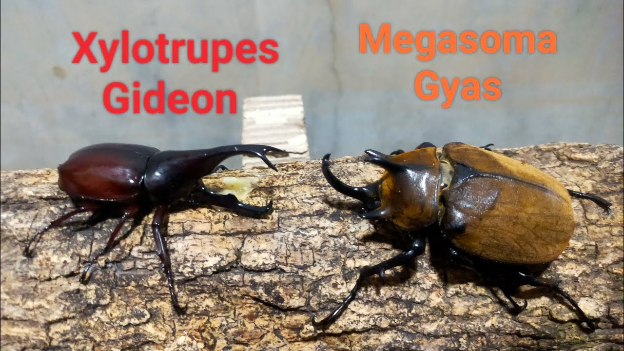 EP.121 Xylotrupes Gideon vs Megasoma Gyas  Insects beetle Digimon Pokemon battle #กว่างชน#insects#vs
