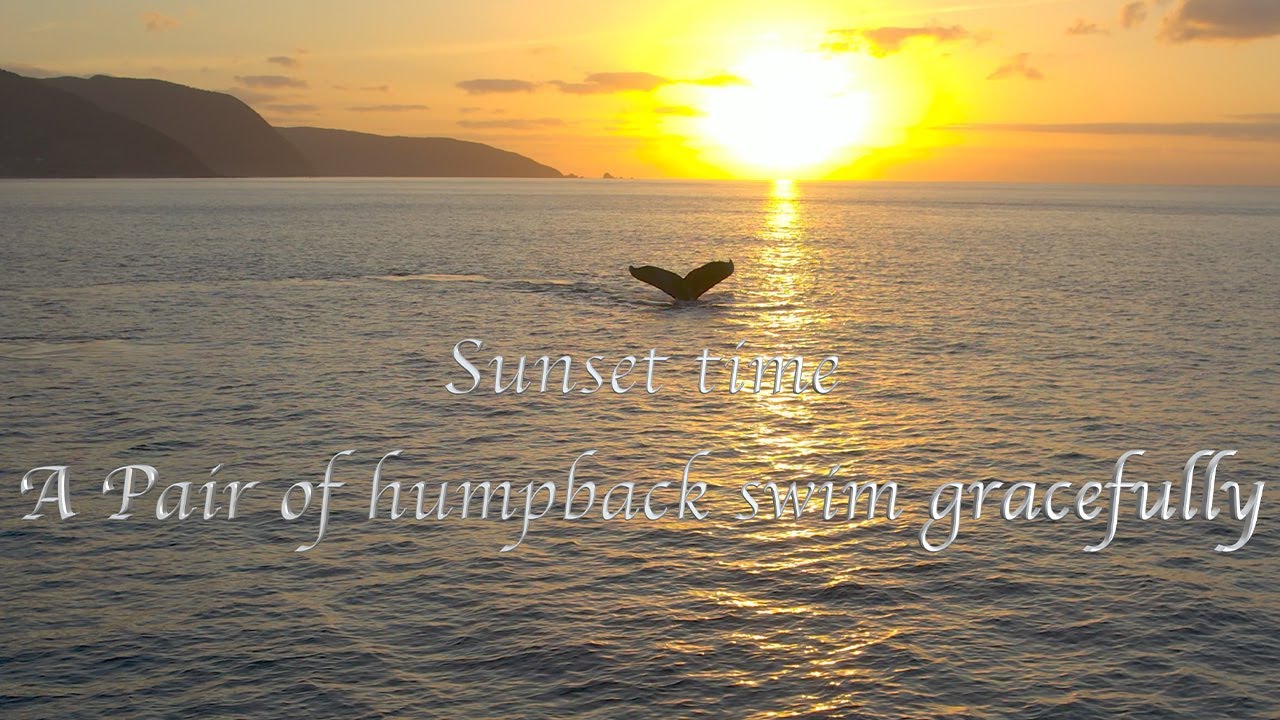 4k 奄美大島でクジラが優雅にサンセットデート【ザトウクジラからの癒し動画】Sunset time when humpback whales swim gracefully