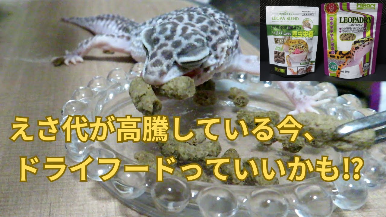 えさ代が高騰している今、ドライフードはどうでしょうか？　レオパ観察日記＃115