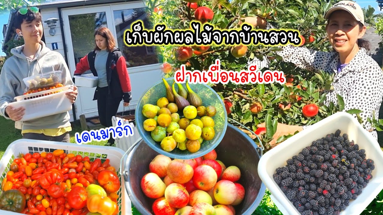คนไทยในเดนมาร์ก เก็บแบล็คเบอร์รี่ มะเขือเทศ แอปเปิ้ล ลูกพลัมสีเหลือง มะเดื่อ ผลไม้เราตกจริงๆปีนี้