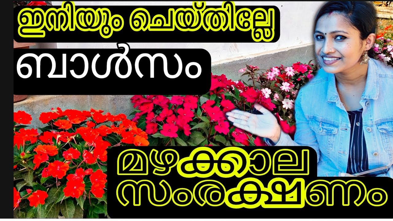 How to care Chinese Balsam in Monsoon Season/ബാൾസം ചെടിയുടെ മഴക്കാല സംരക്ഷണം.!