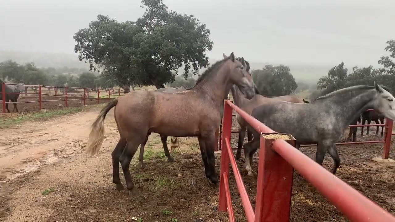 Caballos j&oacute;venes compiten por llamar atenci&oacute;n de las nuevas potras yeguas j&oacute;venes.instinto animal