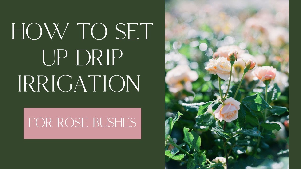 How To Set Up Drip Irrigation for Rose Bushes