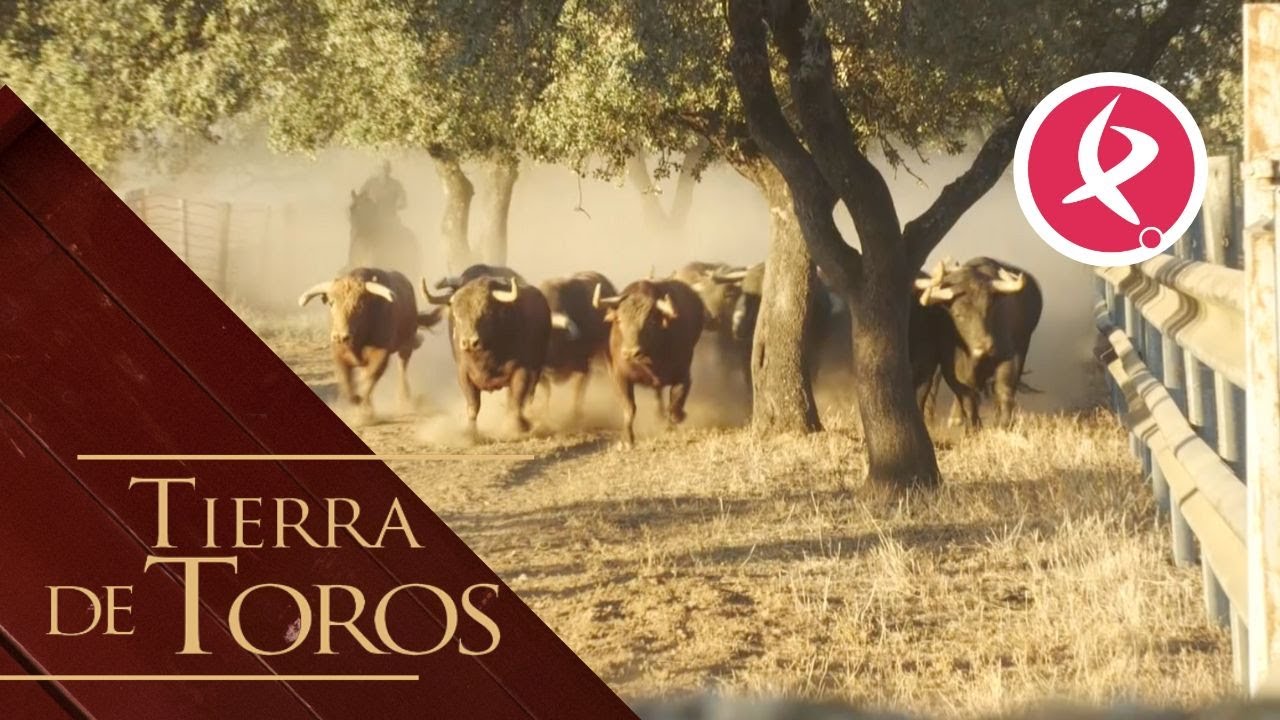 Los toros de Criado &ldquo;entrenan&rdquo; de madrugada | Tierra de Toros