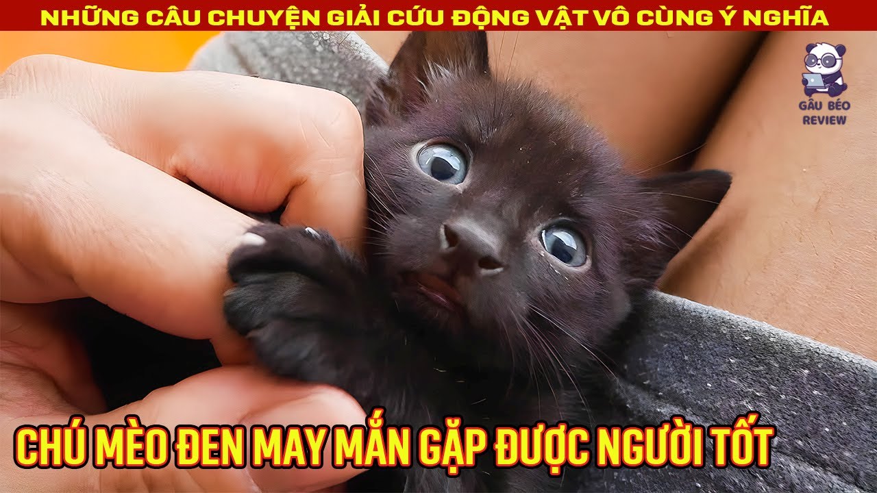 Những khoảnh khắc đáng yêu nhất của chú mèo con từ khi được cứu || Review Con Người và Cuộc Sống