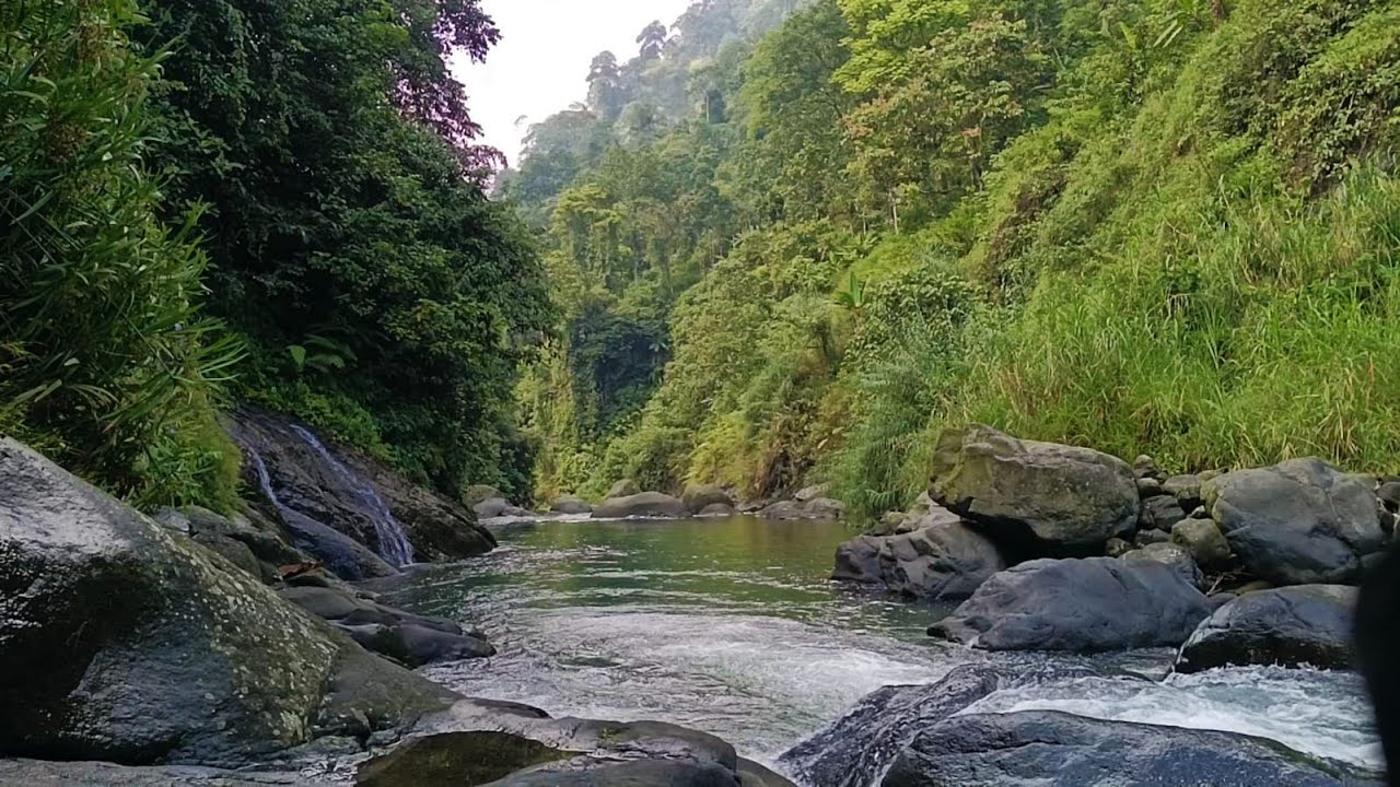 🔴 Live: Beruhigendes Flussrauschen im Grünen Wald | ASMR zum Einschlafen & Stressabbau 24/7