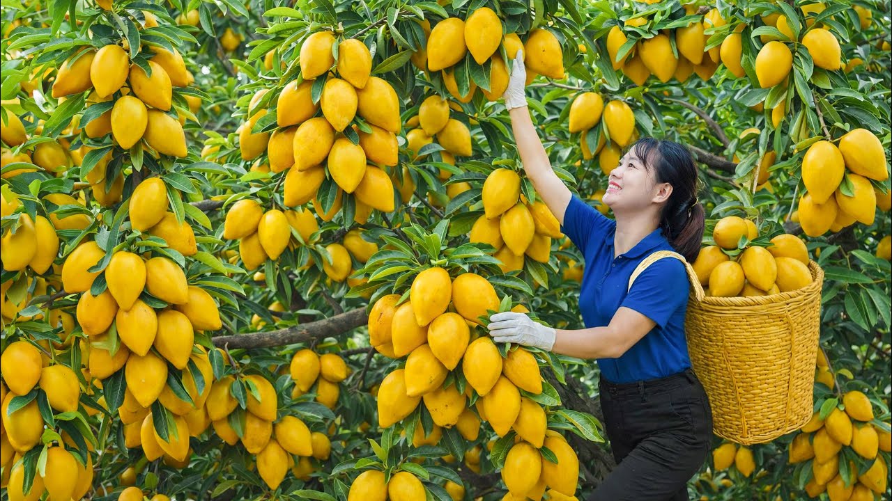 Harvesting GIANT Golden Eggfruit Canistel to Sell | Why This Fruit Is So Rare and Expensive