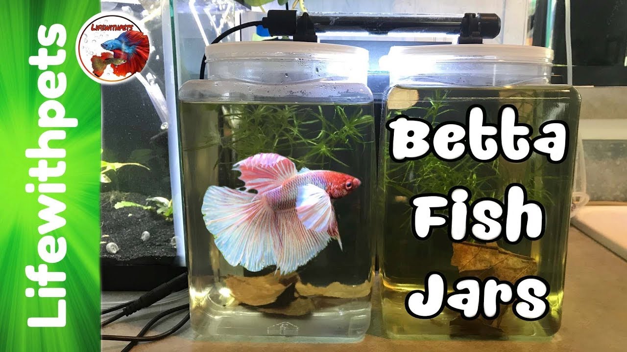 Setting up One Gallon Betta Fish Jars.