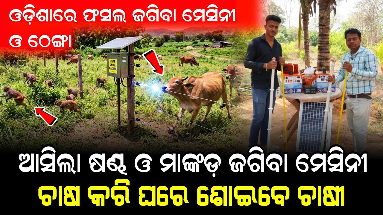 ଆସିଗଲା ଷଣ୍ଢ ଓ ମାଙ୍କଡ଼ ଜଗିବା ମେସିନୀ! Solar jhatka machine odisha ! New business idea odisha