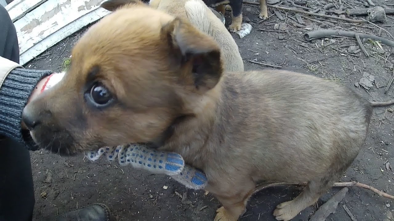 Puppies want food and mother's milk