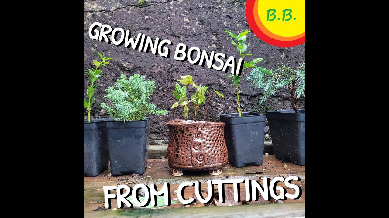 Growing Bonsai From Cuttings