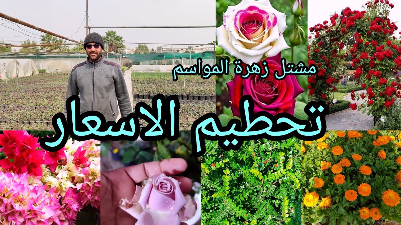 مشتل زهرة المواسم العراق 🇮🇶 بغداد نباتات انتاج عراقي 100% بأنسب الأسعار البيع جملة ومفرد