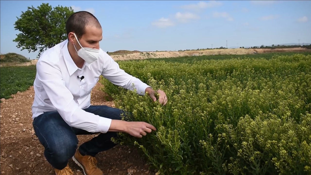 ENSAYO CAMELINA - CTA GOBIERNO ARAGÓN/ RED ARAX CON COOP. SAN JOSÉ DE SÁDABA