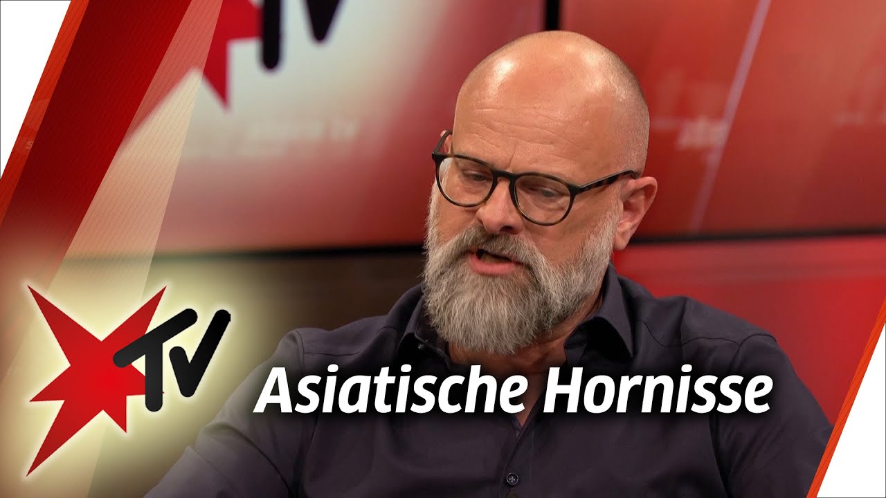 Gefahr im Anflug: Wie die Asiatische Hornisse heimische Insekten bedroht | stern TV Talk