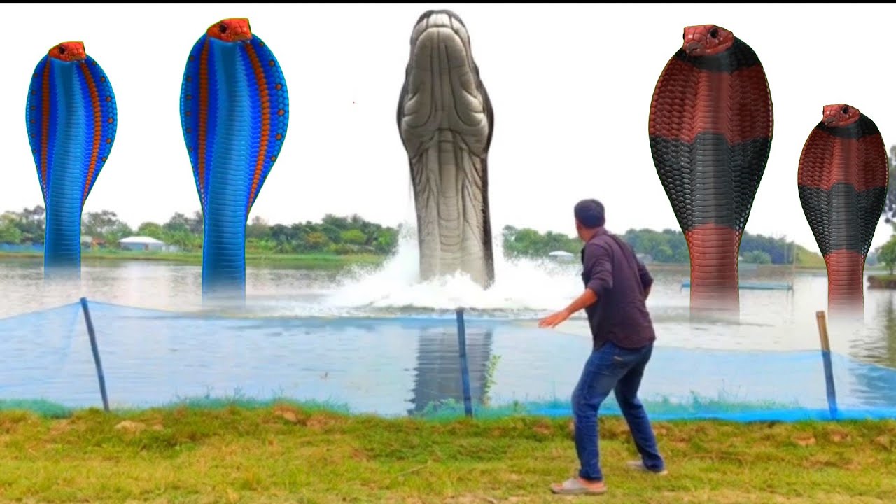 Anaconda | Cobra Snake in Real Life HD Video | Part 19