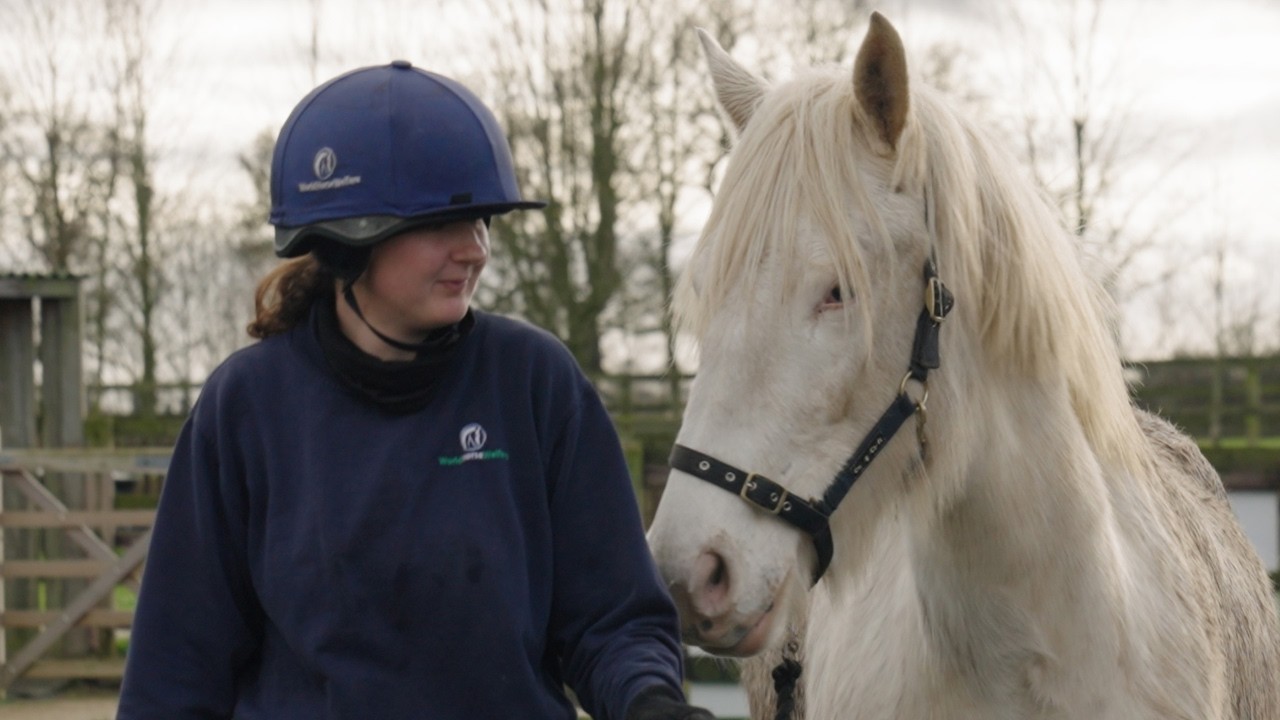 Rehome World Horse Welfare Midnight