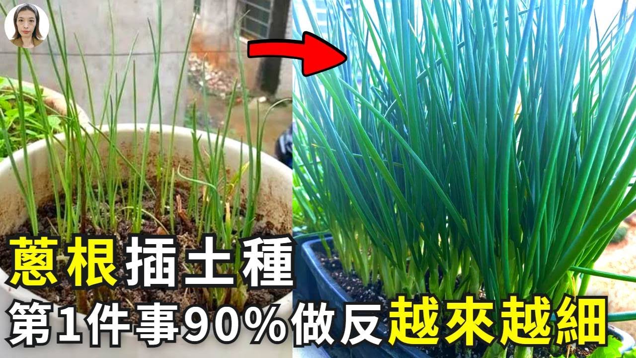 蔥根插土種，第一件事90%的人做反了，難怪越長越細弱不禁風，可算找到了關鍵！|花花世界
