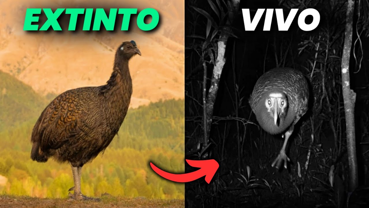 6 animales extintos que podrían seguir vivos