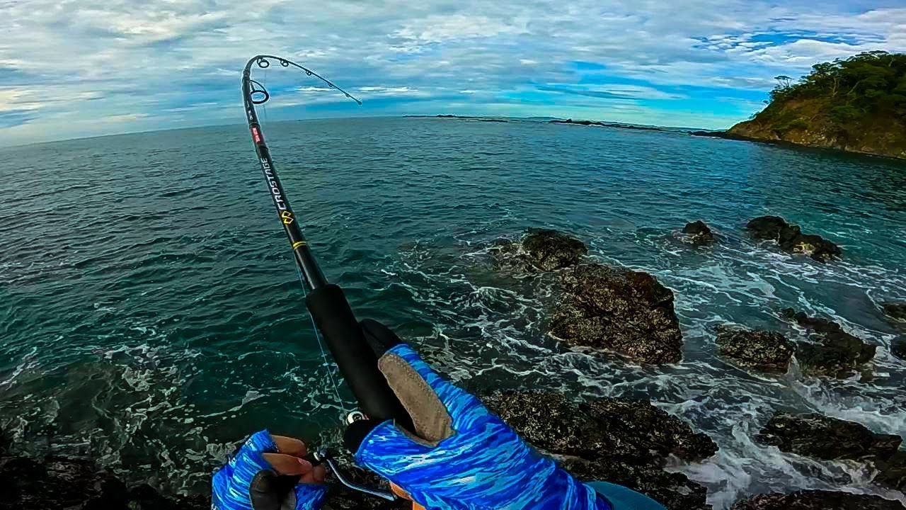Increible PEZ GALLO en acción en Costa Rica