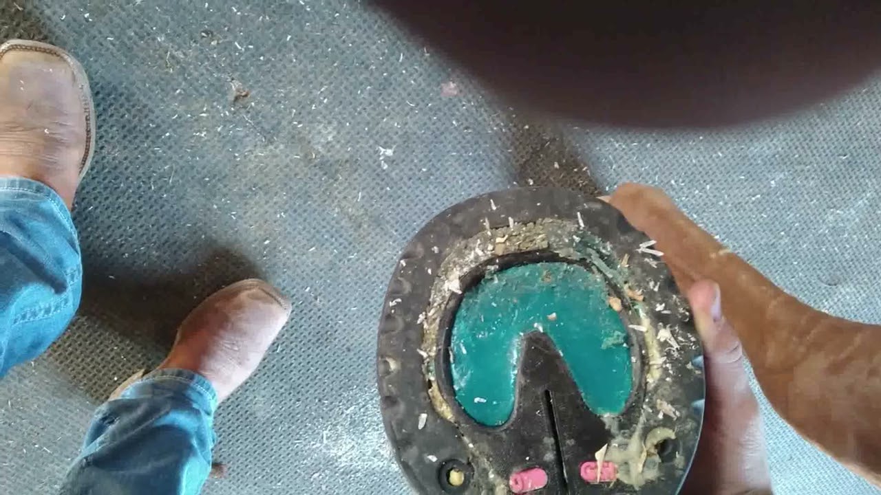 Farrier report: Glushu glue on horse shoes for white line disease