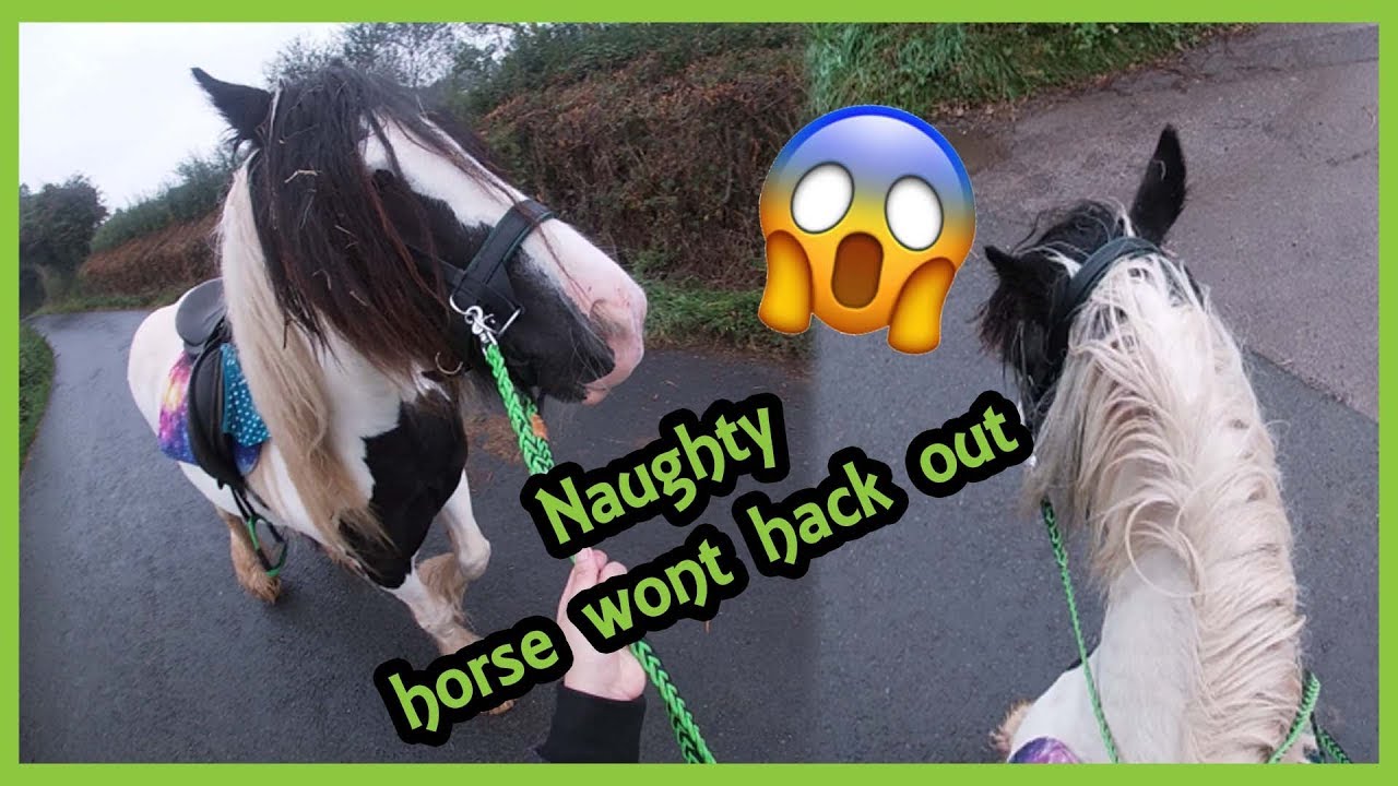 Horse WONT Hack out ||GoPro||