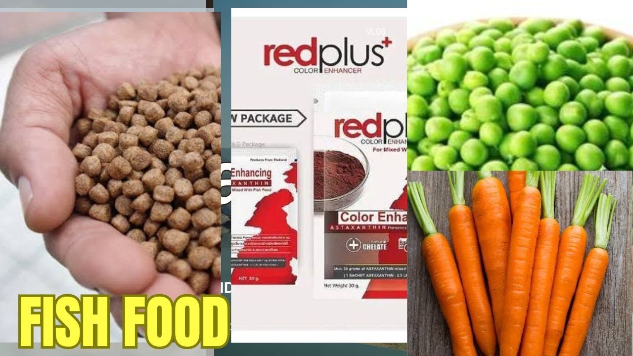 Best Goldfish Food ||Home made||highly growth and colour enhancing food