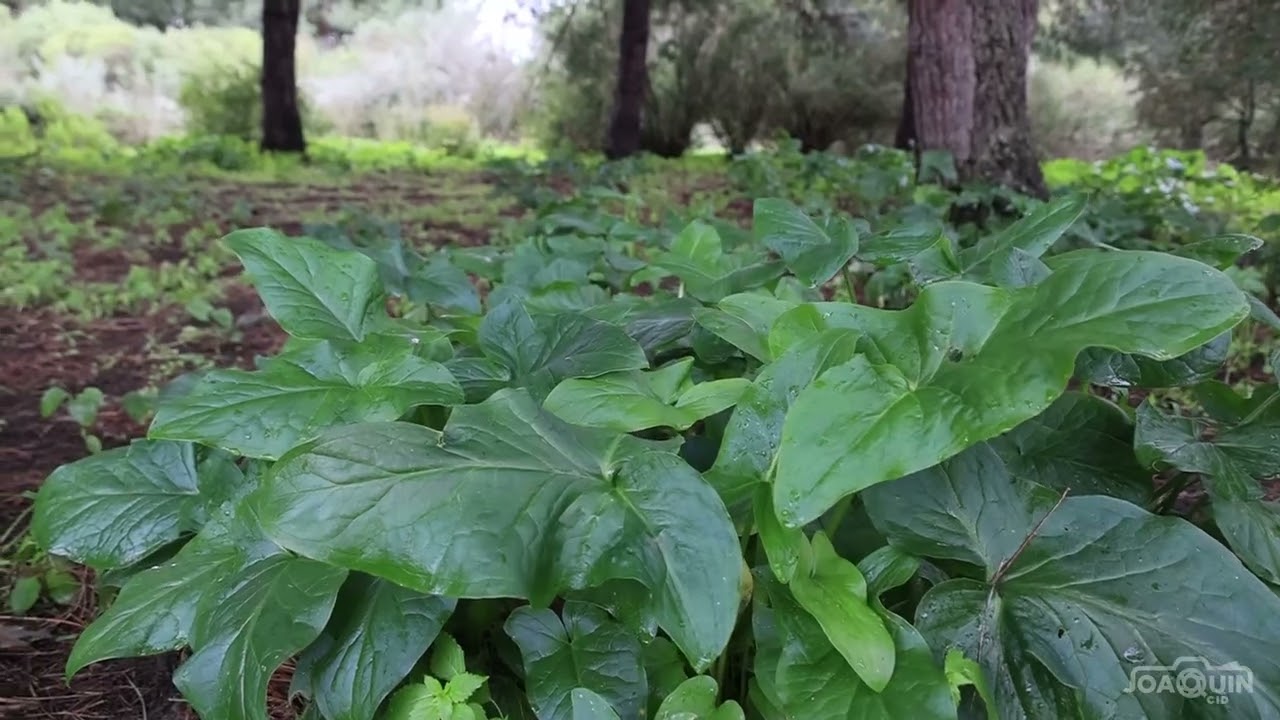 Paisajes del Corredor Verde tras las últimas crecidas.