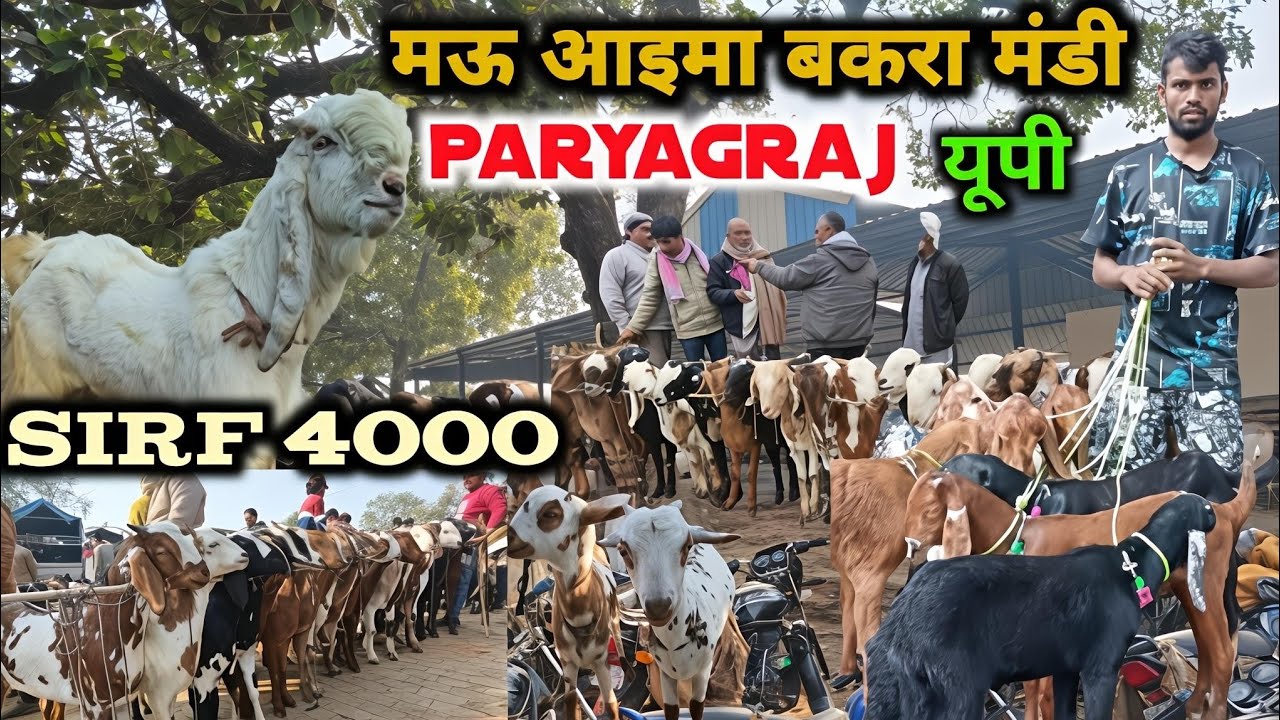 मऊ आइमा बकरा मंडी प्रयागराज 18/02/26 Mauaima Bakra Markit Paryagraj Uttar Pradesh #bakramandi #goat