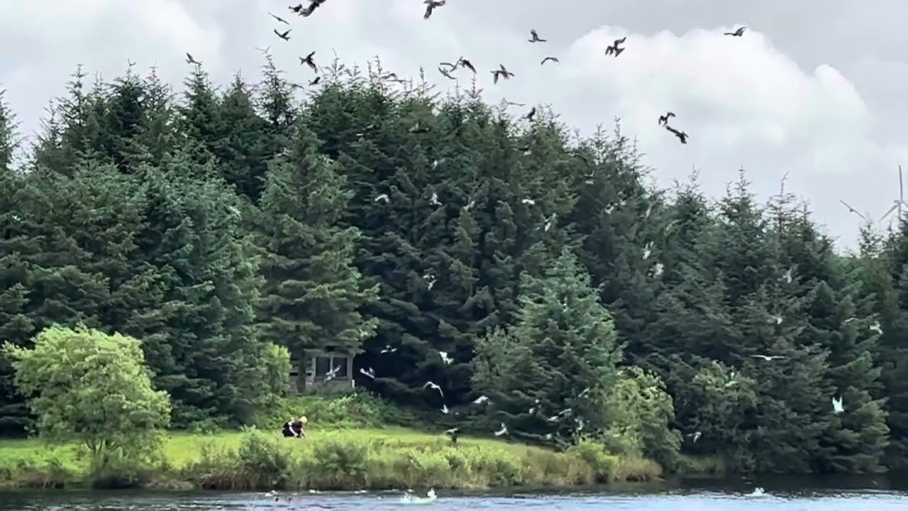 Red Kites feeding at Bwlch Nant yr Arian Visitor Centre, near Aberystwyth. 01.06.2023