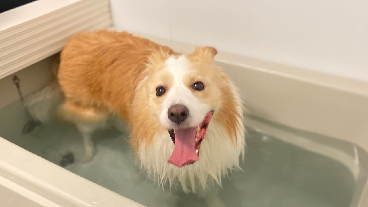 もう限界..この犬やりおったな..。【ボーダーコリー】