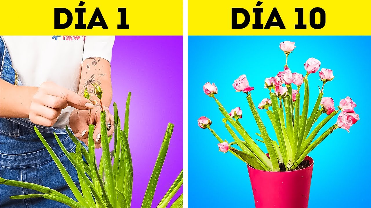 Tu casa se verá como jungla con estos métodos de cultivo únicos 🌴🔥